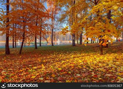 Picturesque view of the yellow autumn park in Europe.. Yellow leaves in an autumn park.