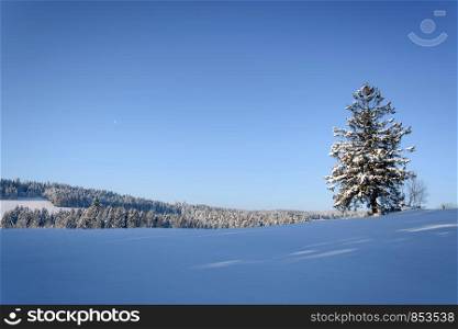 Picturesque winter landscape - lonely tree on a background of mountains and blue sky in the morning on a sunny day (with copy space).