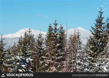Picturesque winter morning mountains view from young fir and birch forest. Skupova mountain alpine slope, Verkhovyna district, Ukraine, view to Chornohora ridge and Pip Ivan mountain top, Carpathian.. Winter morning Carpathian mountains, Ukraine