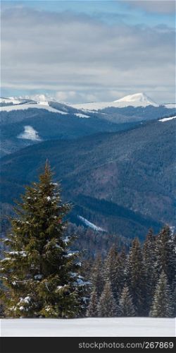 Picturesque winter mountain view from Skupova mountain slope, Ukraine, view to Chornohora ridge, Hoverla and Petros mountain top, Carpathian.