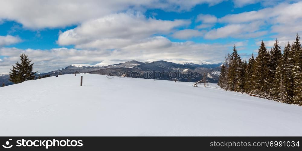 Picturesque winter mountain view from Skupova mountain slope with some withered windbreak trees. Ukraine, view to Chornohora ridge and Pip Ivan mountain top, Carpathian.