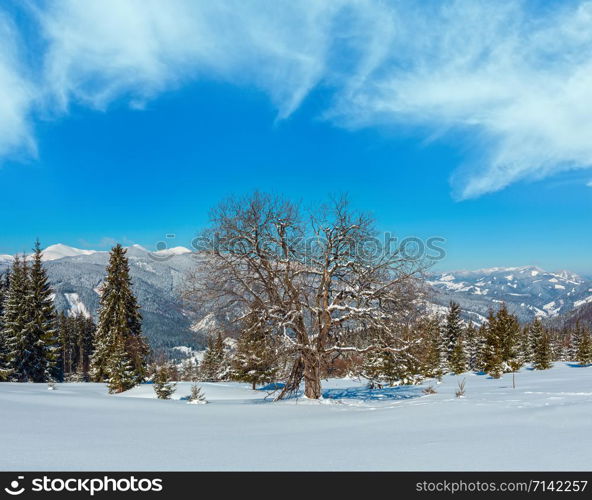 Picturesque winter snowy mountain panorama view from Skupova mountain slope, Ukraine, Carpathian. Alpine plateau garden with big fruit tree.