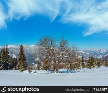 Picturesque winter snowy mountain panorama view from Skupova mountain slope, Ukraine, Carpathian. Alpine plateau garden with big fruit tree.