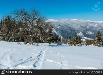 Picturesque winter snowy mountain view from Skupova mountain slope, Ukraine, Carpathian. Alpine plateau garden with big fruit tree.