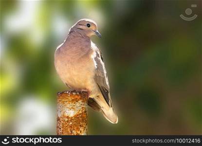 Picui dove perched on a pole 
