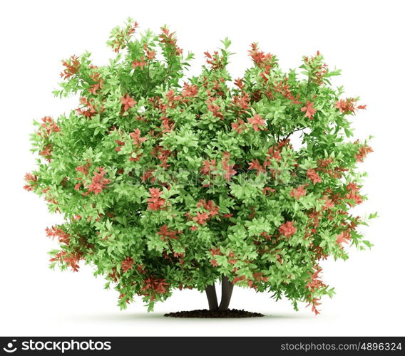 pidgeon berry shrub plant isolated on white background. 3d illustration