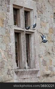 Pidgeons on a window
