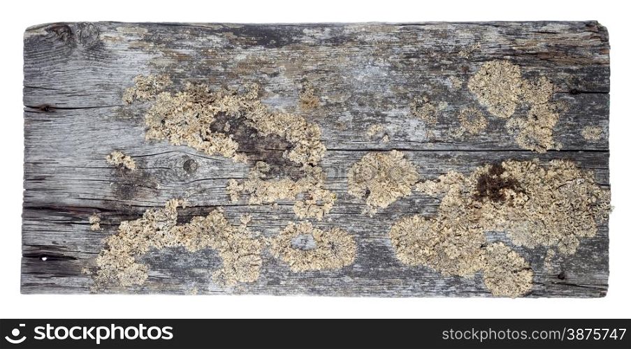 Piece of old board with liche on white background
