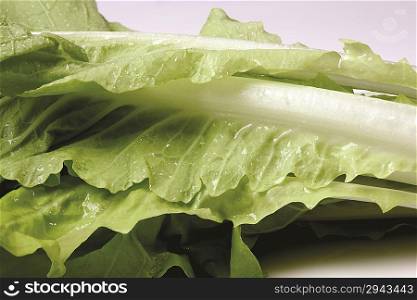Pieces of cabbage