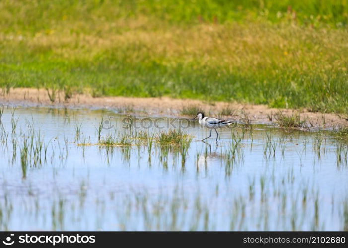 pied avocet bird in nature landscape