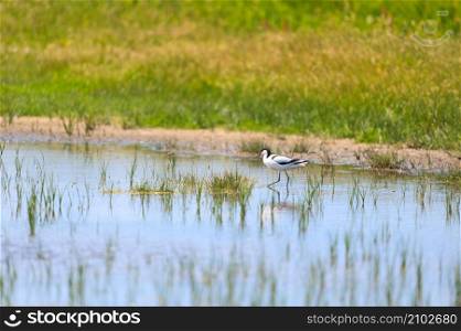 pied avocet bird in nature landscape