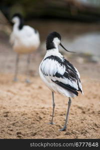 Pied avocet: black and white wader in avocet family