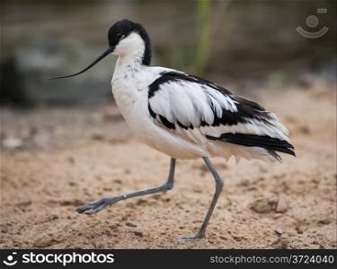 Pied avocet: black and white wader walking on sand