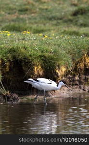 Pied avocet in the water, meadow in the background. Pied avocet in the water