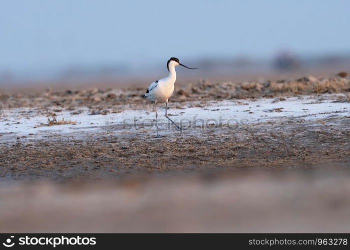 Pied avocet, Recurvirostra avosetta, Little rann of Kutch, Gujarat, India