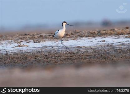 Pied avocet, Recurvirostra avosetta, Little rann of Kutch, Gujarat, India