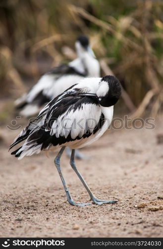 Pied avocets in the morning: waders cleaning and scraoeing themselves