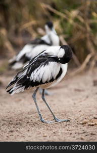 Pied avocets in the morning: waders cleaning and scraoeing themselves