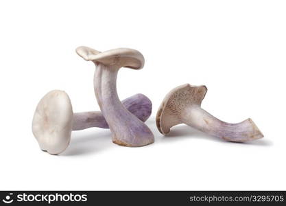 Pied bleu edible mushrooms on white background