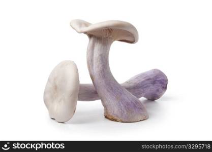 Pied bleu edible mushrooms on white background