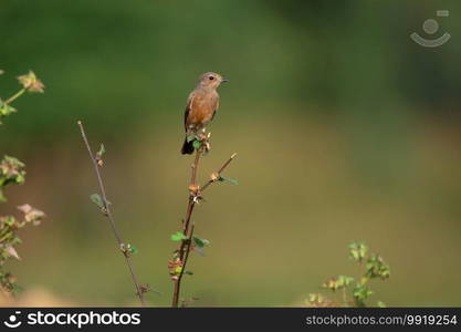 Pied bush chat, Saxicola caprata, Tadoba, Maharashtra, India 