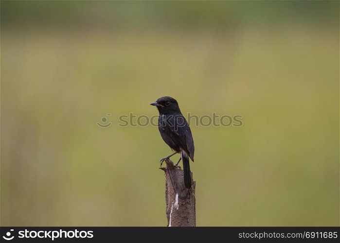 Pied Bushchat ( Saxicola caprata ) bird in nature Thailand