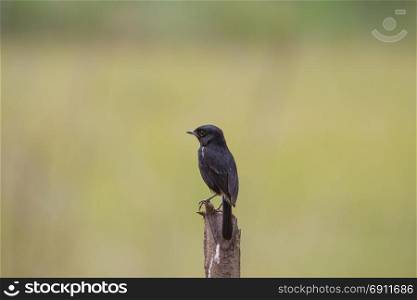 Pied Bushchat ( Saxicola caprata ) bird in nature Thailand