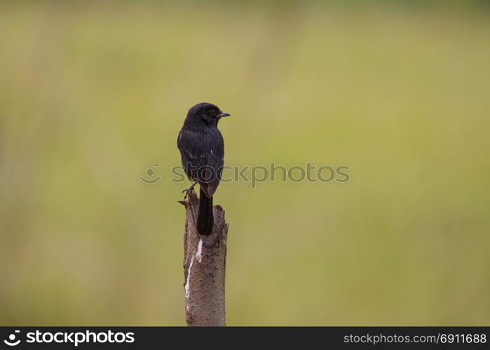 Pied Bushchat ( Saxicola caprata ) bird in nature Thailand