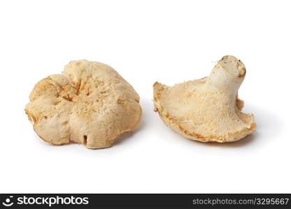 Pied de mouton mushrooms isolated on white background