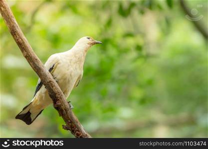 Pied Imperial-Pigeon (Ducula bicolor) perching on the branch in the garden with blurred nature background.