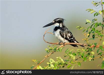 Pied kingfisher  Ceryle rudis  perched on a branch, Kruger National Park, South Africa 