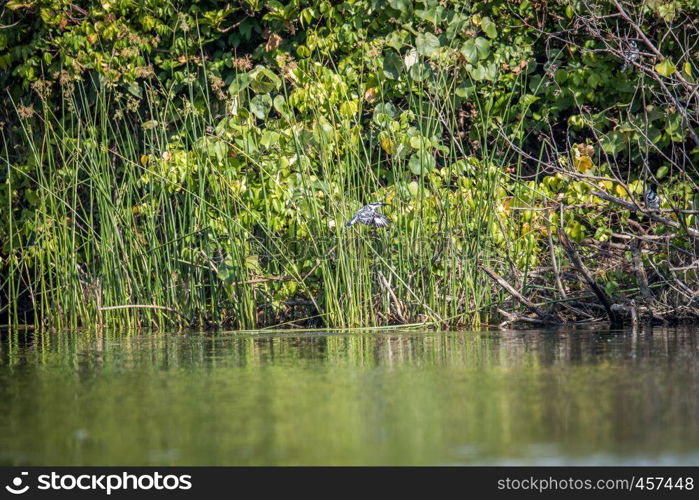 Pied kingfisher flying over the water, Tanzania.