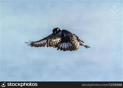 Pied kingfisher in flight in Kruger National park, South Africa ; Specie Ceryle rudis family of Alcedinidae. Pied kingfisher in Kruger National park, South Africa