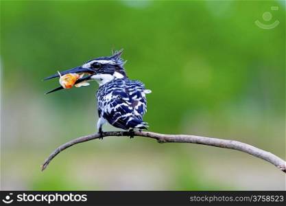 Pied Kingfisher on branch of dead tree with gold fish