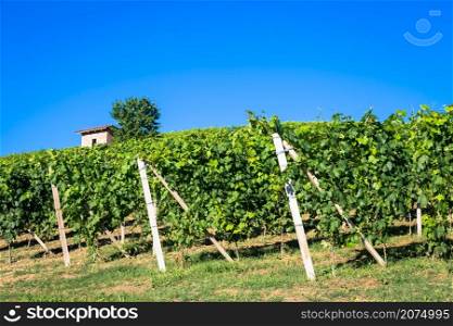 Piedmont hills in Italy, Monferrato area. Scenic countryside during summer season with vineyard field. Wonderful blue sky in background.