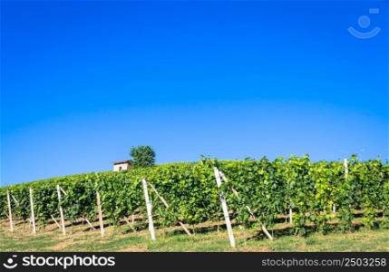Piedmont hills in Italy, Monferrato area. Scenic countryside during summer season with vineyard field. Wonderful blue sky in background.