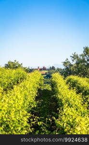 Piedmont hills in Italy, Monferrato area. Scenic countryside during summer season with vineyard field. Wonderful blue sky in background.