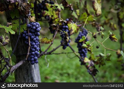 Piemonte: Italian wineyard at the beginning of October