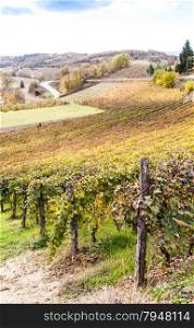 Piemonte Region, Italy: vineyard during autumn season