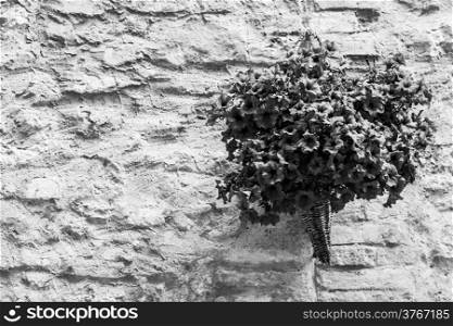 Pienza, Tuscany region, Italy. Old wall with flowers