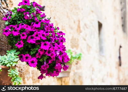 Pienza, Tuscany region, Italy. Old wall with flowers