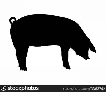 Pig