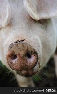 Pig&acute;s snout