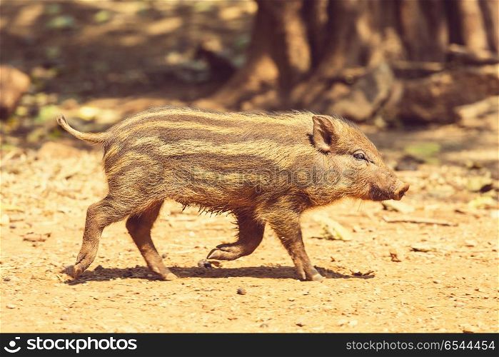 Pig. Beautiful little pig. Wild boar.