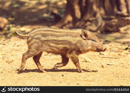 Pig. Beautiful little pig. Wild boar.