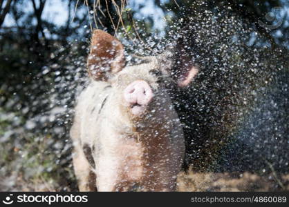 Pig being sprayed with water