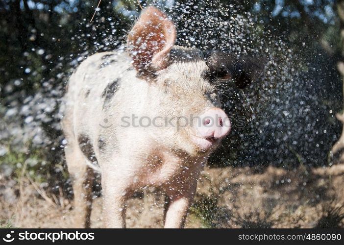 Pig being sprayed with water