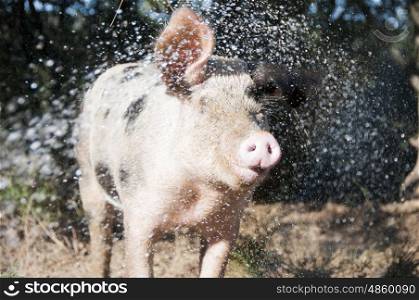 Pig being sprayed with water