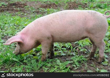 Pig eating grass
