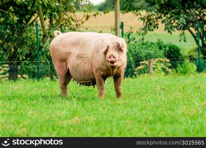 Pig farm. pigs in field. Healthy pig on meadow